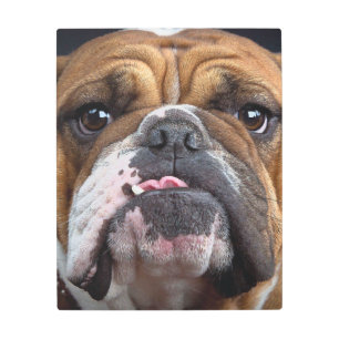 Impresión En Metal Cojín decorativo de Bulldog inglés