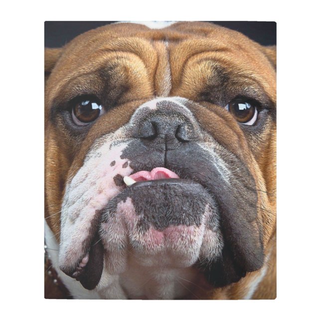 Impresión En Metal Cojín decorativo de Bulldog inglés (Anverso)
