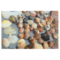 colección de conchas en su mayor parte conchas de 