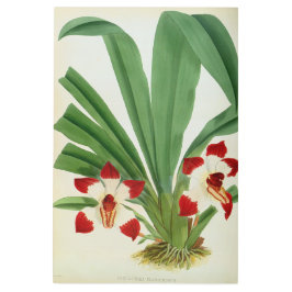 Impresión En Metal Colección Pescatorea Klabochurum Orchid Lindenia