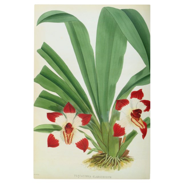 Impresión En Metal Colección Pescatorea Klabochurum Orchid Lindenia (Anverso)