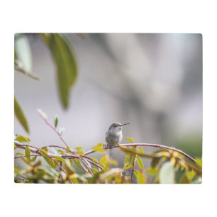 Impresión En Metal Colibrí 3346
