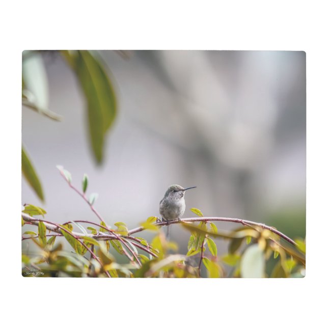 Impresión En Metal Colibrí 3346 (Anverso)