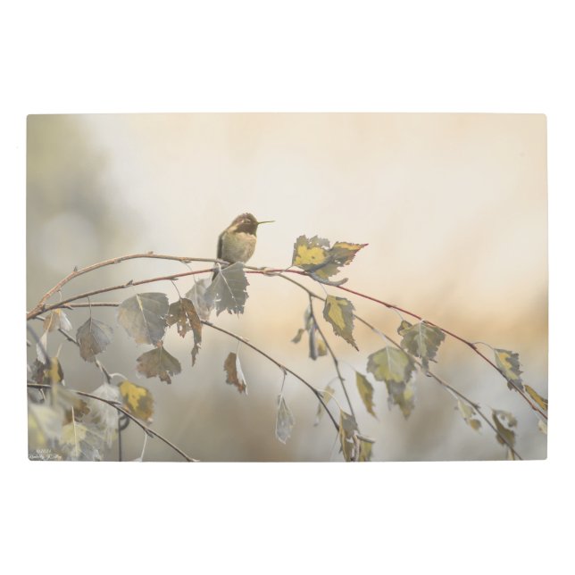 Impresión En Metal Colibrí 5265 (Anverso)