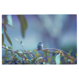 Impresión En Metal Colibrí 5738