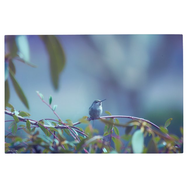 Impresión En Metal Colibrí 5738 (Anverso)