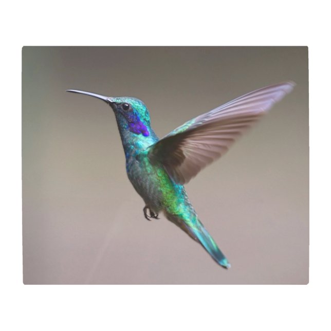 Impresión En Metal Colibrí en vuelo (Anverso)
