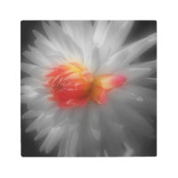 Color parcial de la flor de Dahlia roja