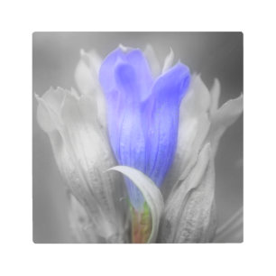 Impresión En Metal Color parcial de la flor gentiana azul
