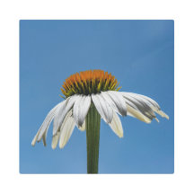Conflor de Cisne Echinacea-Blanco