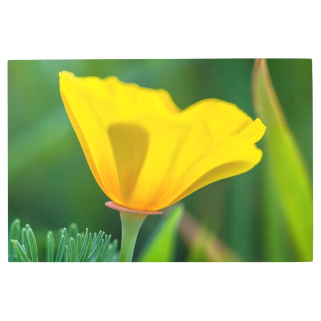 Impresión En Metal Coppies y abejas (Anverso)