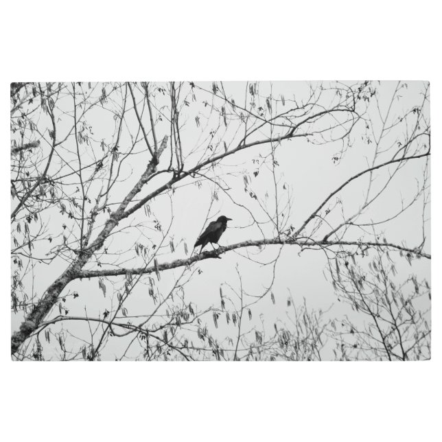 Impresión En Metal Crow en un árbol de aves (Anverso)