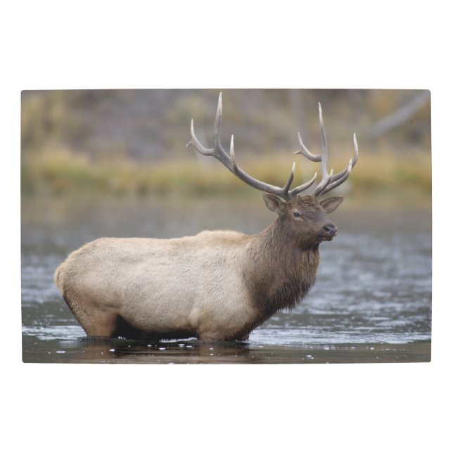 Impresión En Metal Cruce de toro | Parque nacional Yellowstone (Anverso)