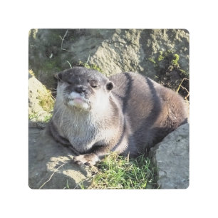 IMPRESIÓN EN METAL CUADRAR POCO OTTER