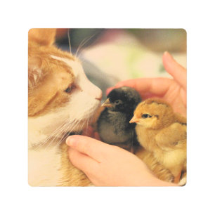 Impresión En Metal Cuadros