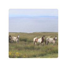 Cuatro caballos a orillas del mar