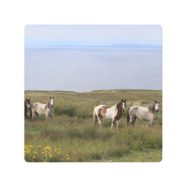 Impresión En Metal Cuatro caballos a orillas del mar