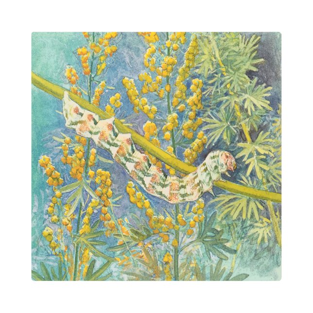 Impresión En Metal Cucullia Absinthii Wormwood Caterpillar (Anverso)