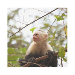 Impresión En Metal Curioso mono capuchino, Costa Rica fotografía