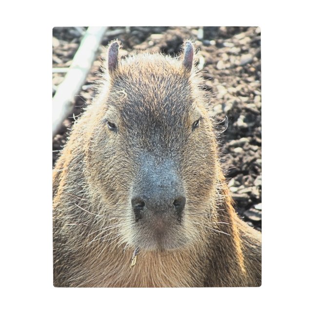 IMPRESIÓN EN METAL CUTE CAPYBARA (Anverso)