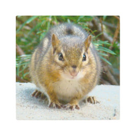 Impresión En Metal Cute Chipmunk Tiene La Vista En Ti