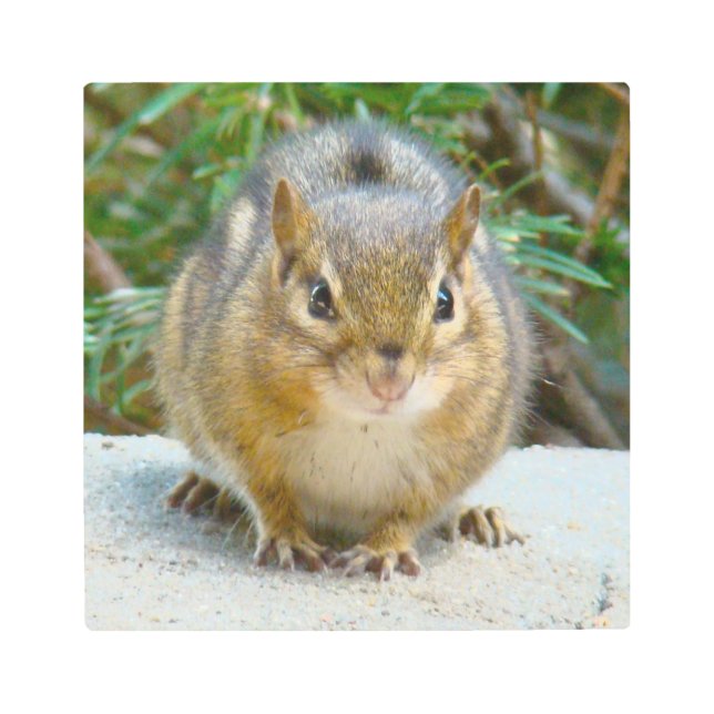 Impresión En Metal Cute Chipmunk Tiene La Vista En Ti (Anverso)