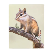 Cute y Chubby Chipmunk