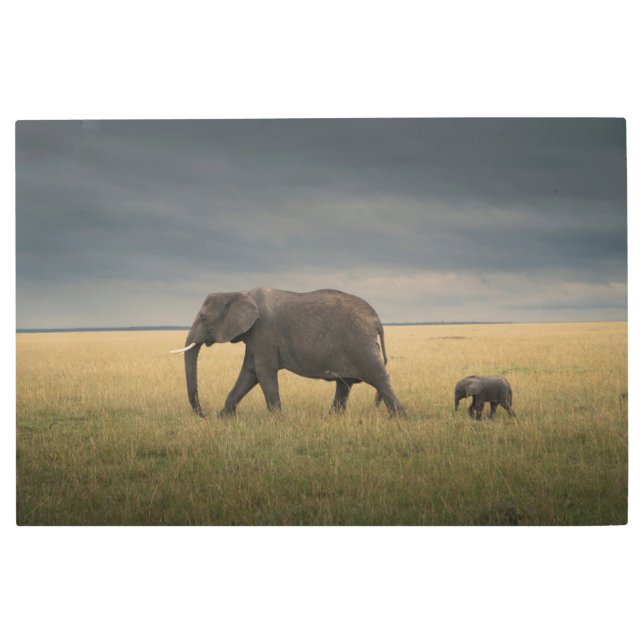 Impresión En Metal Cutest Baby Animals | African Elephant Family (Anverso)