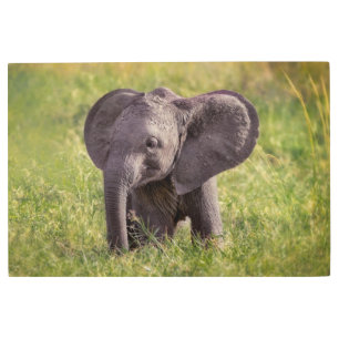 Impresión En Metal Cutest Baby Animals   Baby Elephant Kenya Africa