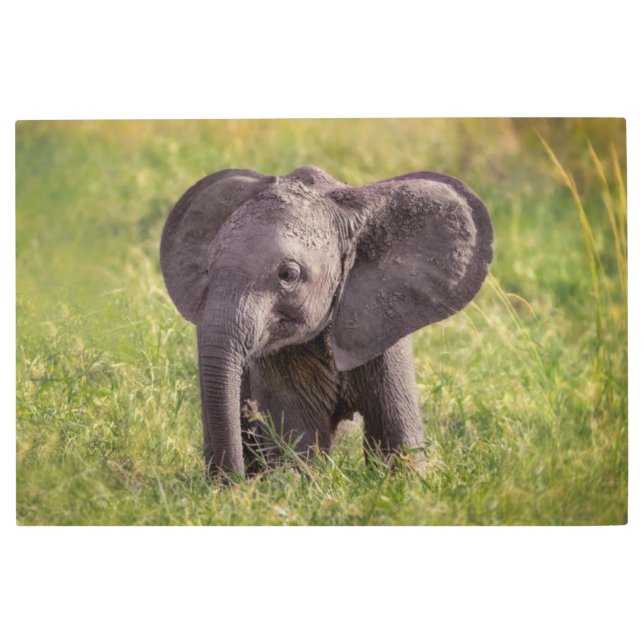 Impresión En Metal Cutest Baby Animals | Baby Elephant Kenya Africa (Anverso)