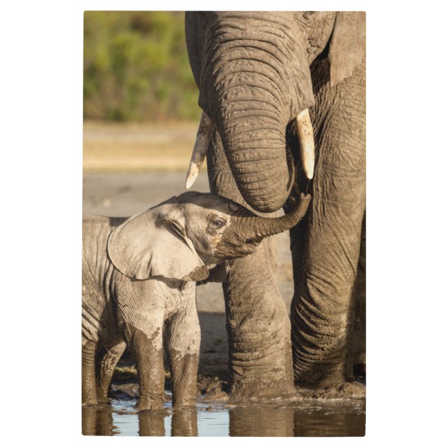 Impresión En Metal Cutest Baby Animals | Baby Elephant & Mama (Anverso)