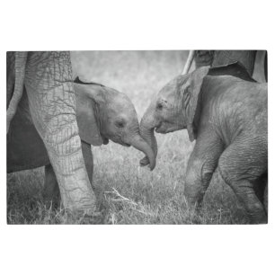 Impresión En Metal Cutest Baby Animals   Baby Elephants Greeting