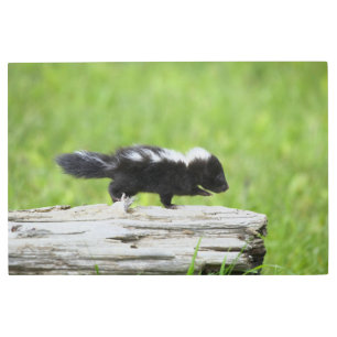 Impresión En Metal Cutest Baby Animals   Baby Skunk