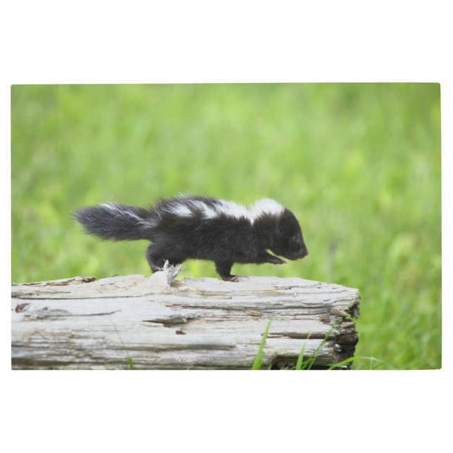 Impresión En Metal Cutest Baby Animals | Baby Skunk (Anverso)