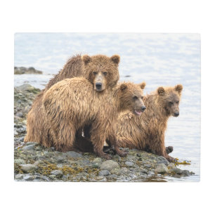 Impresión En Metal Cutest Baby Animals   Bear & Cubs