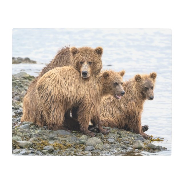 Impresión En Metal Cutest Baby Animals | Bear & Cubs (Anverso)