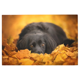 Impresión En Metal Cutest Baby Animals   Black Spaniel Puppy