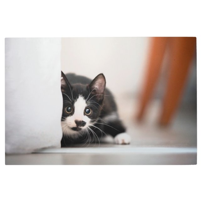 Impresión En Metal Cutest Baby Animals | Black & White Kitten (Anverso)