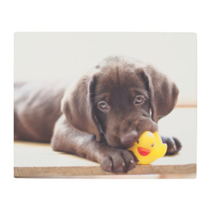 Impresión En Metal Cutest Baby Animals   Chocolate Labrador Puppy