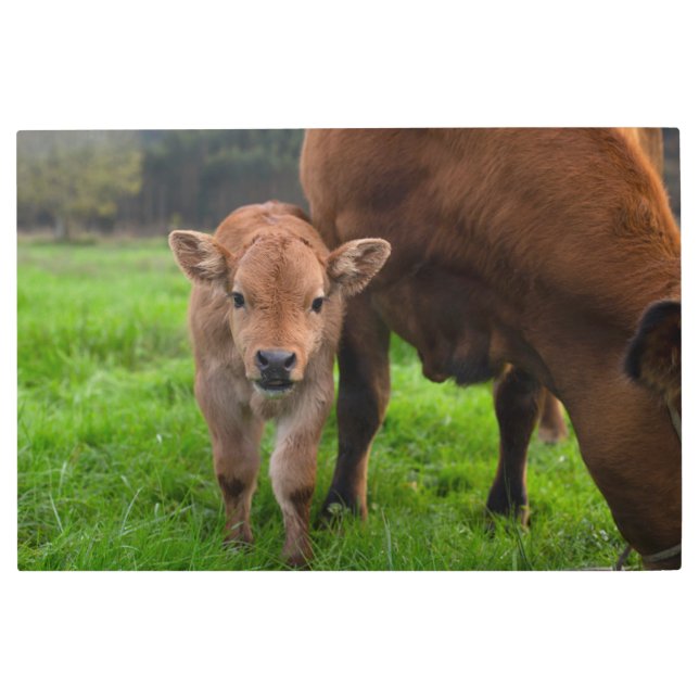 Impresión En Metal Cutest Baby Animals | Cow & Calf (Anverso)