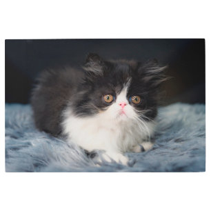 Impresión En Metal Cutest Baby Animals   Fluffy B&W Kitten