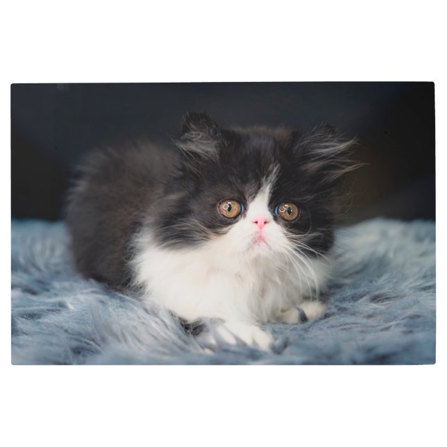 Impresión En Metal Cutest Baby Animals | Fluffy B&W Kitten (Anverso)