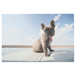 Impresión En Metal Cutest Baby Animals   French Bulldog Boating