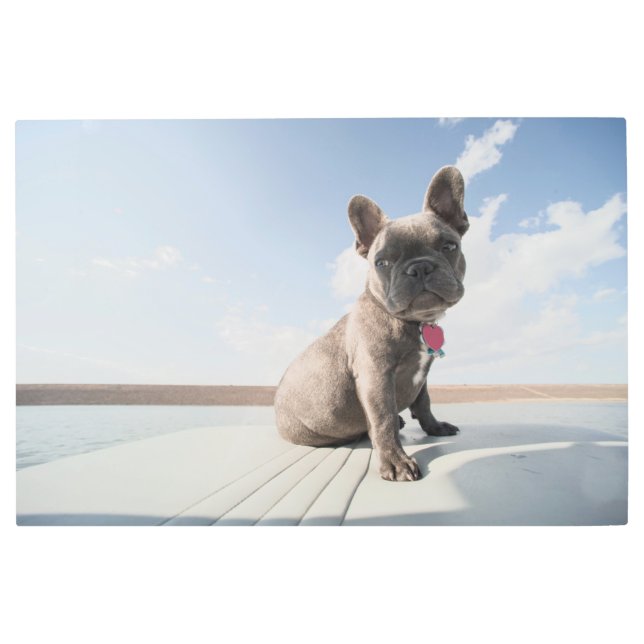 Impresión En Metal Cutest Baby Animals | French Bulldog Boating (Anverso)