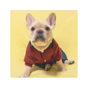 Impresión En Metal Cutest Baby Animals French Bulldog Dressed
