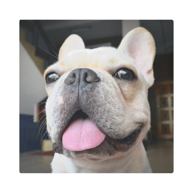 Impresión En Metal Cutest Baby Animals | French Bulldog Face (Anverso)