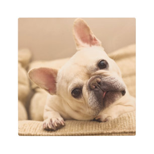 Impresión En Metal Cutest Baby Animals French Bulldog Head Tilt