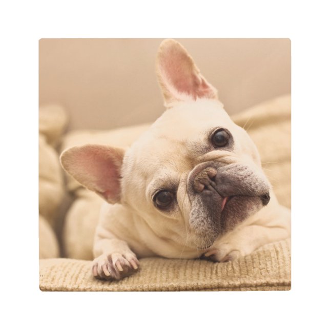 Impresión En Metal Cutest Baby Animals | French Bulldog Head Tilt (Anverso)