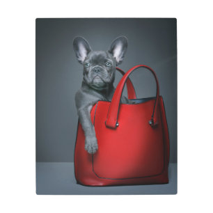 Impresión En Metal Cutest Baby Animals   French Bulldog in Handbag