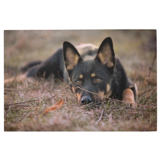 Impresión En Metal Cutest Baby Animals | German Shepherd Puppy (Anverso)